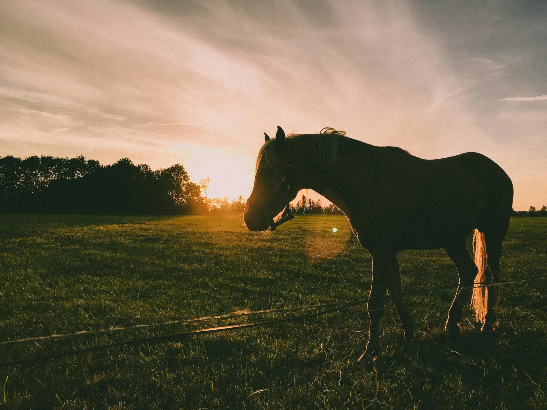 Specialist Vets in Columbia
